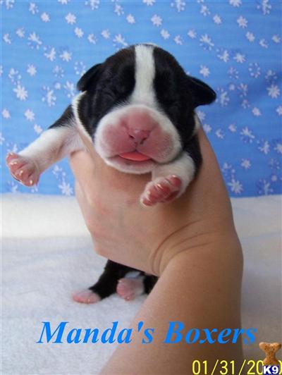 Boxer Puppies for Sale